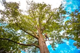 Mulching Services in South Russell, OH