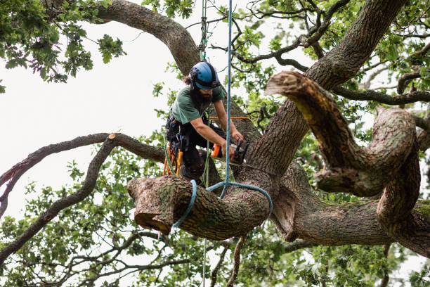 How Our Tree Care Process Works  in  South Russell, OH